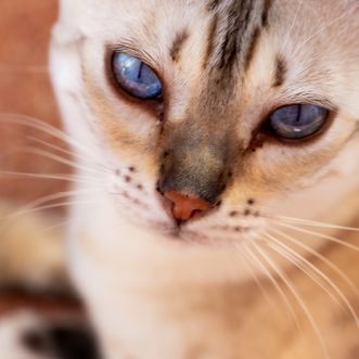 blues eyes cat